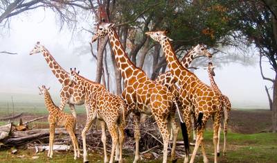 Safári de Acampamento Econômico de 4 Dias em Grupo para Masai Mara e Lago Nakuru - Partidas Diárias — 4