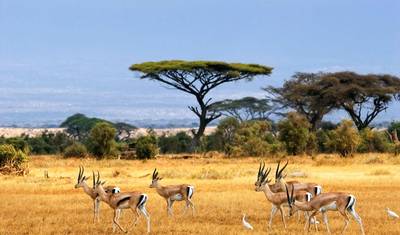 Uganda Completa: Safáris, Observação de Vida Selvagem e Caminhadas com Gorilas — 2