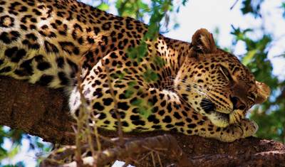 Uganda Completa: Safáris, Observação de Vida Selvagem e Caminhadas com Gorilas — 5