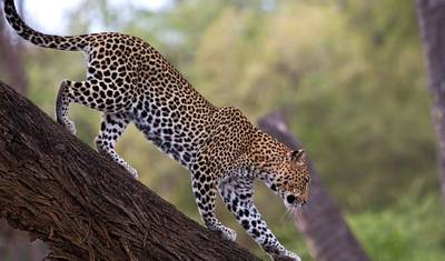 7-dniowe safari w Ugandzie: przejażdżki i rafting po białych wodach — 4