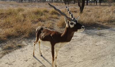 Central India Wildlife Tour — 2