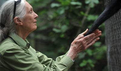 4 Dias de Rastreamento de Chimpanzés em Mahale — 2