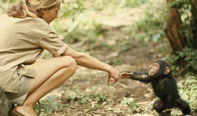 4 Dias de Rastreamento de Chimpanzés em Mahale — 3