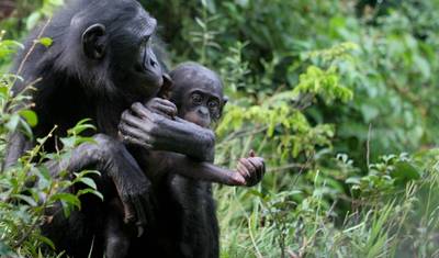 4 Dias de Rastreamento de Chimpanzés em Mahale — 4