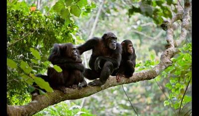 4 Dias de Rastreamento de Chimpanzés em Mahale — 5