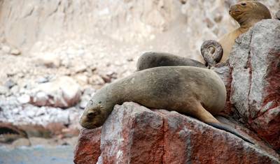 CULINARY JOURNEY THROUGH THE ANDES - Delicacies of Peru and Bolivia — 4