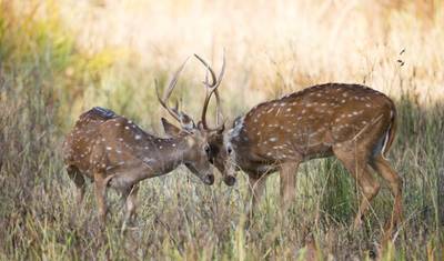 Rajasthan with Ranthambore — 5