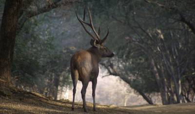 Excursão de Safári de Tigres na Índia com Agra — 3