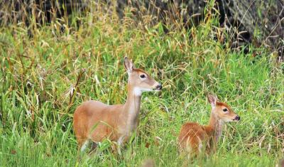 India Tiger Safari Tour — 2