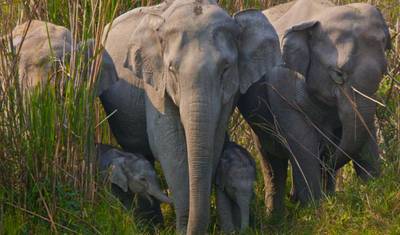 India Tiger Safari Tour — 3