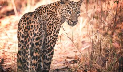 India Tiger Safari Tour — 5