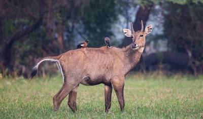 インドの遺産と野生動物 — 5