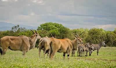 10-dniowa połączona budżetowa przygoda safari w Kenii i Tanzanii — 4