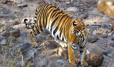 Índia Central, Terra dos Tigres: Delhi, Agra, Bandhavgarh e Kanha - 12 Dias — 3
