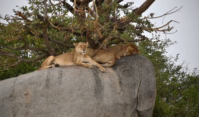 4 Dni - Tarangire, Serengeti i Krater Ngorongoro — 2