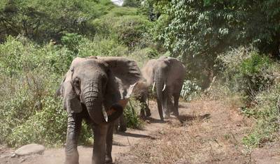 4 Dni - Tarangire, Serengeti i Krater Ngorongoro — 3
