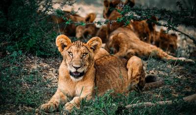4 Dni - Tarangire, Serengeti i Krater Ngorongoro — 5