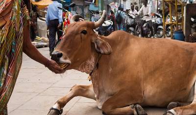 جولة حصرية لمدة 3 أيام في Varanasi — 4