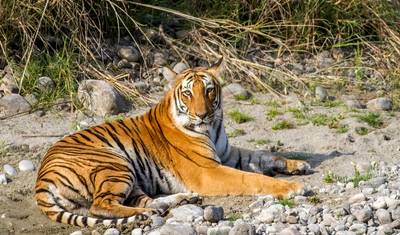 Pakiet podróżny do Parku Narodowego Jim Corbett — 3