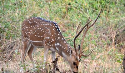 Pakiet podróżny do Parku Narodowego Jim Corbett — 5