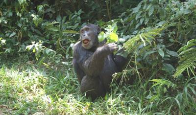 Poznaj Rwandę: goryle, szympansy i Dian Fossey (wyłącznie prywatnie) — 2