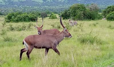 Poznaj Rwandę: goryle, szympansy i Dian Fossey (wyłącznie prywatnie) — 4