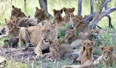 Discove Our Top Best 4-Day Private Mid-Range Safari from Dar es Salaam to Mikumi, Udzungwa, Sanje Waterfalls & Maasai Culture — 3