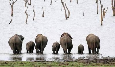 7 Dias de Exótica Viagem de Lua de Mel de Luxo no Sri Lanka, tudo incluído — 4