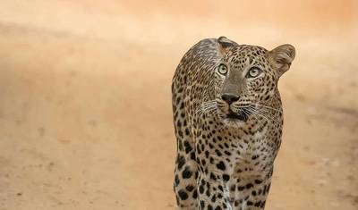 7 Dias de Exótica Viagem de Lua de Mel de Luxo no Sri Lanka, tudo incluído — 5