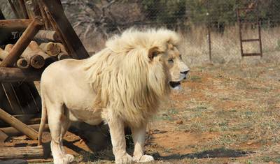 Splendors of South Africa & Victoria Falls with Chobe River Cruise — 2