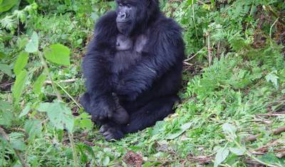 2 Dias: Gorilas de Uganda a partir de Kigali — 2