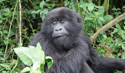 2 Dias: Gorilas de Uganda a partir de Kigali — 3