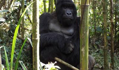 2 Dias: Gorilas de Uganda a partir de Kigali — 5