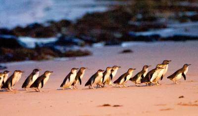 Excursão aos Pinguins e Coalos da Ilha Phillip — 2