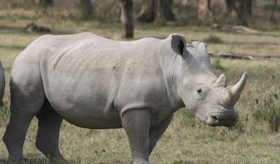 Safari Económico de 5 Dias em Grupo: Masai Mara, Nakuru, Naivasha — 4