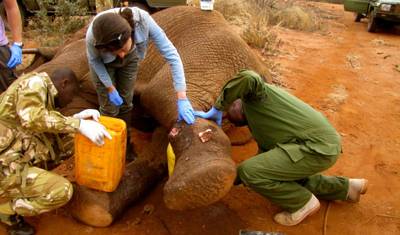 Volunteer with Wildlife Animals in Kenya — 3
