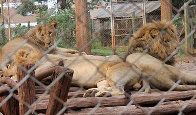 Volunteer with Wildlife Animals in Kenya — 4