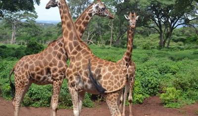 Nairobi – najważniejsze atrakcje: Giraffe Center, Kobe Beads Factory i Karen Blixen Museum — 4