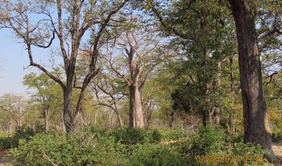 9 Dias, Chobe Definitivo, Elephant Sands, Makgadikgadi Pans, Safári no Delta do Okavango e Moremi — 4