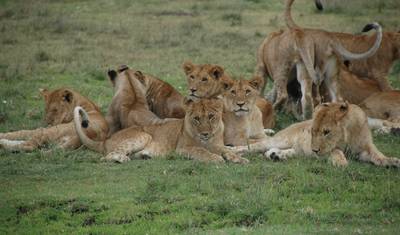 3 Dias – Safari em grupo no Serengeti — 4