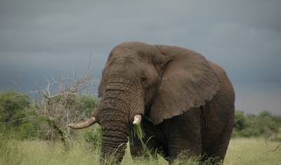 3 Dias – Safari em grupo no Serengeti — 5