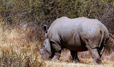 2-dniowe safari w Parku Narodowym Krugera – najlepsze z najlepszych z Kapsztadu — 2