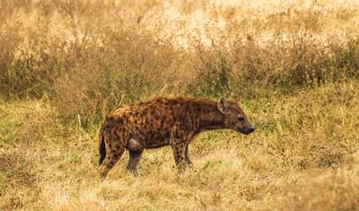 6 Days Migration Lodging Safari — 3