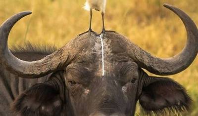 6 Days Migration Lodging Safari — 4