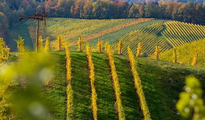 Friuli-Wenecja Julijska: Prywatne doświadczenie odkrywania win i smaków wyjątkowej krainy — 5