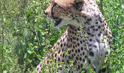 4WDサファリランドクルーザーで行く10日間ケニアサファリ探検 — 2