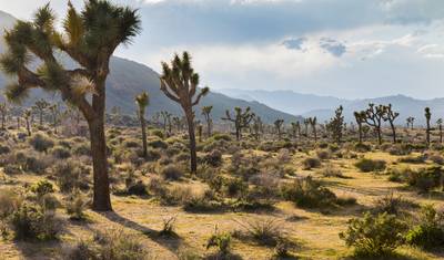 Viagem de Carro pelos EUA - Joshua Tree e os Parques do Sudoeste — 5