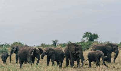 Safari pela Vida Selvagem do Uganda Ocidental — 4