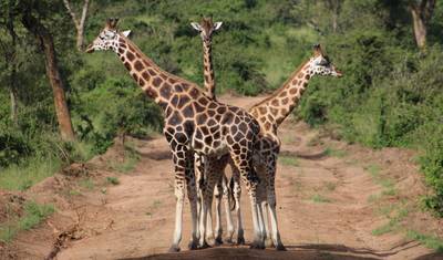 Safari pela Vida Selvagem do Uganda Ocidental — 2
