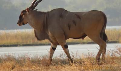 4 Dias Safari Definitivo dos Big 5 em Hwange — 2